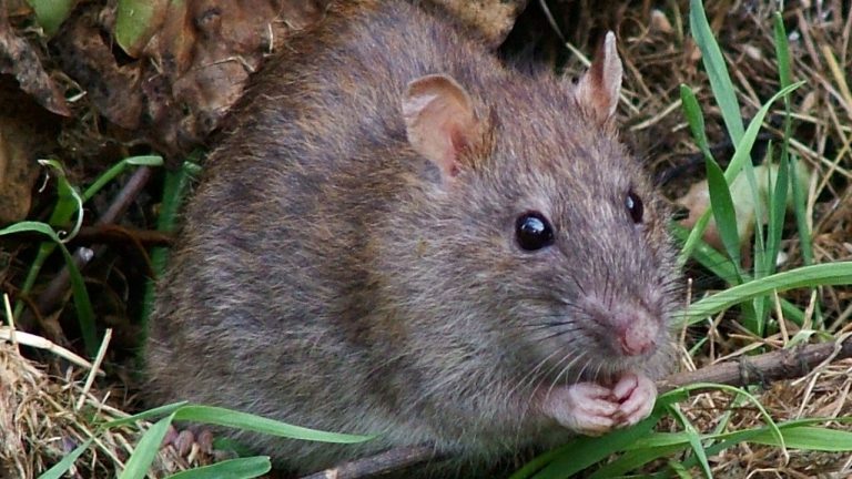 Tập tính tai hại của loài chuột