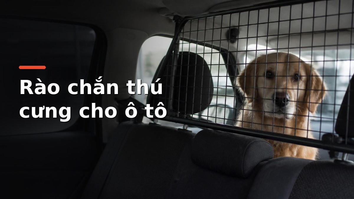 Rào chắn lưới kim loại ngăn thú cưng giữa hai hàng ghế ô tô, chó vàng ngồi ở ghế sau
